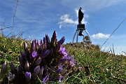 66 Gentiana anisodonta ramosa per la Madonnina di Cima di Piazzo